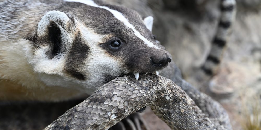 Chippers Taxidermy