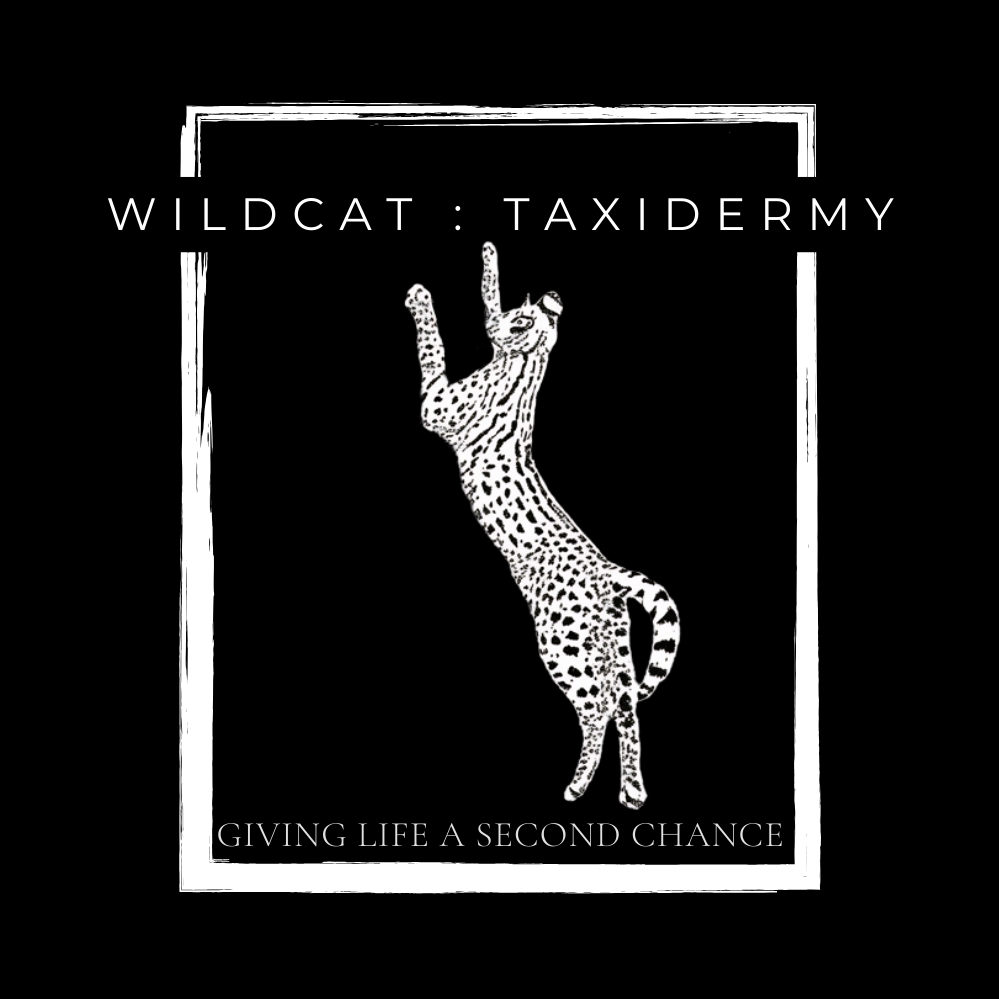 Wildcat : Taxidermy