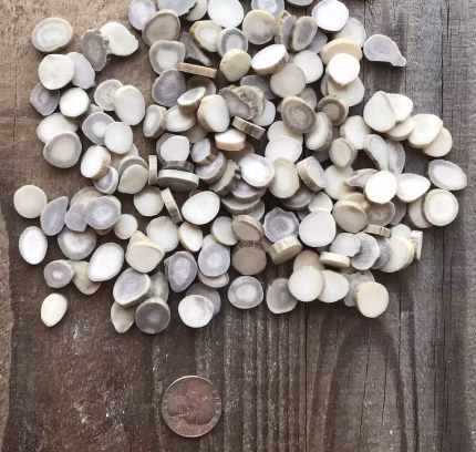 Deer Antler Slices - Extra Small Size - Choice of Quantity - Stock No. XSMALLSLICE