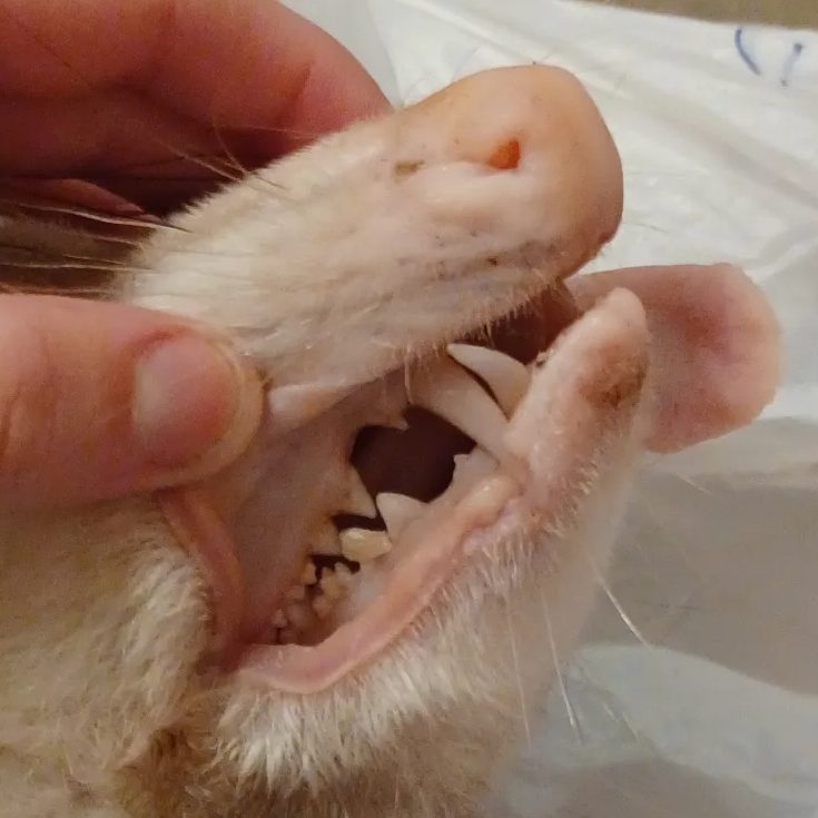 Unearthed Remains Taxidermy